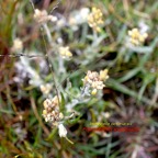 Laphangium luteoalbum Immortelle des marais Asteraceae Potentiellement envahissante 1062.jpeg